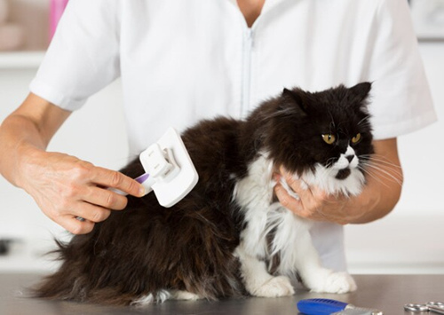 7个关于猫洗澡的常见问题