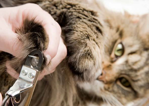 7个关于猫洗澡的常见问题