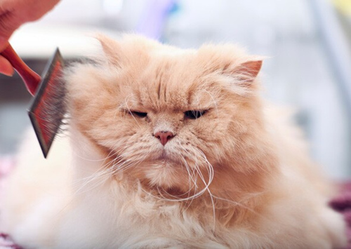 7个关于猫洗澡的常见问题