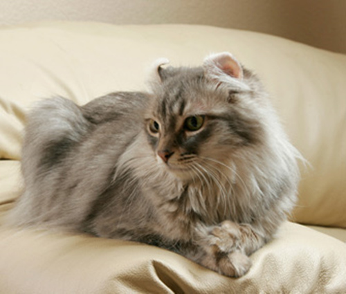 7个关于猫洗澡的常见问题