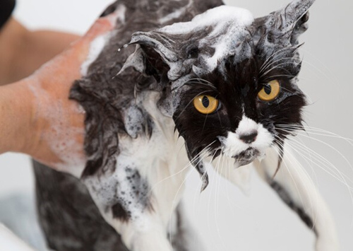 7个关于猫洗澡的常见问题