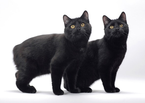 11个最顽皮的猫品种