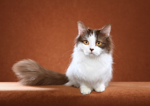 11个最顽皮的猫品种