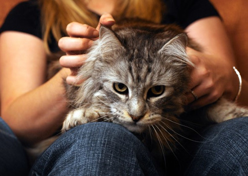 目标训练可以帮助猫的惊人方式