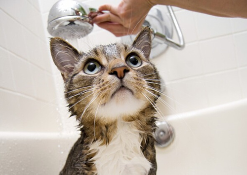 为什么我的猫那么怕水？