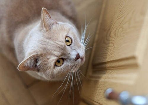 养猫最常见的猫砂盆问题