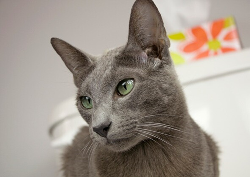 养猫最常见的猫砂盆问题