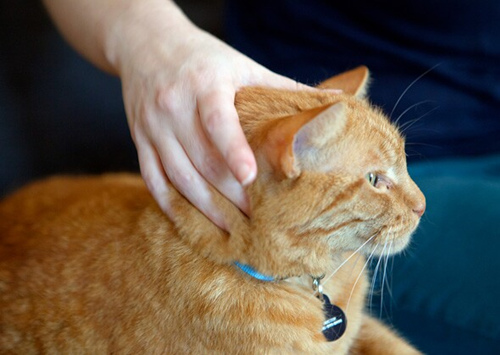 猫喜欢被抚摸的地方和讨厌被抚摸的地方