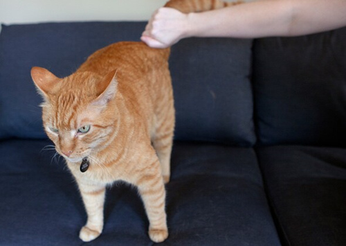 猫喜欢被抚摸的地方和讨厌被抚摸的地方