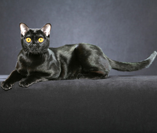 5种让狗和猫保持身形的秘密方法