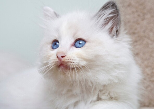 11张超级可爱的小猫照片