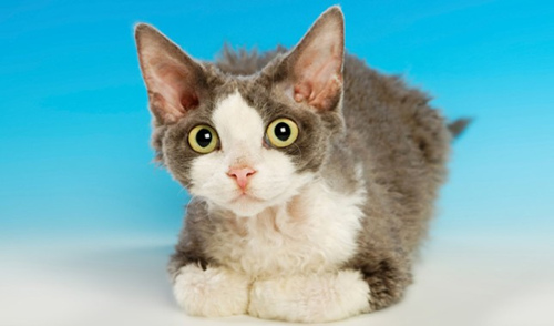 7种最友好的猫咪