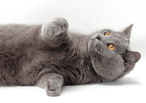 7种最友好的猫咪