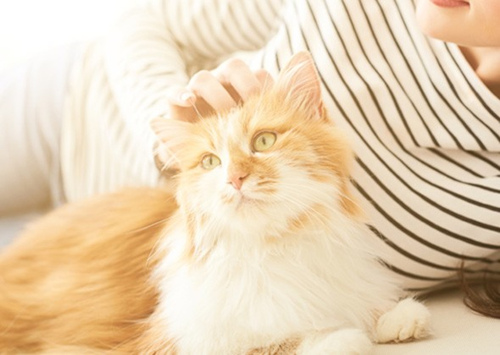 关于猫的7个令人惊讶的特点