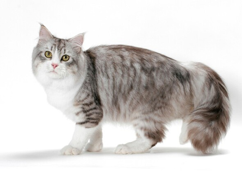 10个最大的猫的品种