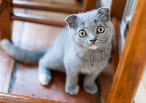 食物拼图对挑剔的狗和猫有用吗？