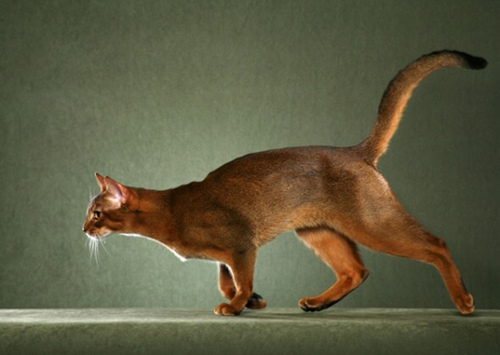 5种适合训练的猫品种