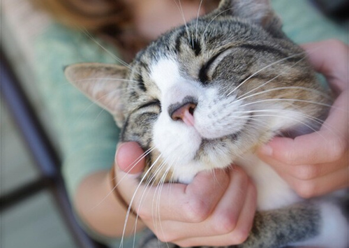 孩子和猫在一起:7件事要知道