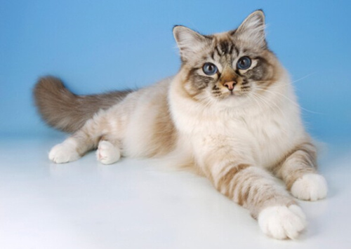 寻找能和孩子相处的猫?考虑这12个品种
