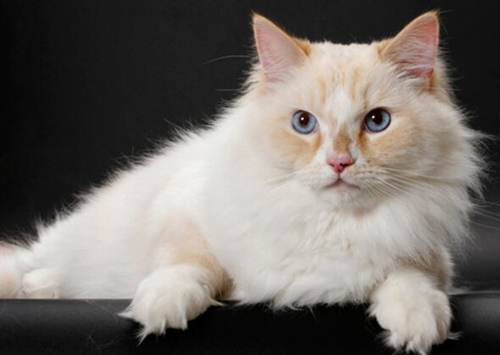 寻找能和孩子相处的猫?考虑这12个品种