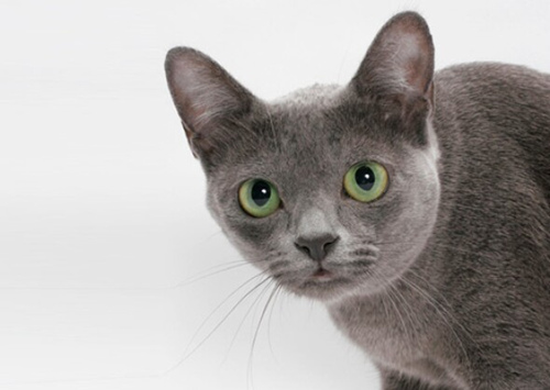 寻找能和孩子相处的猫?考虑这12个品种