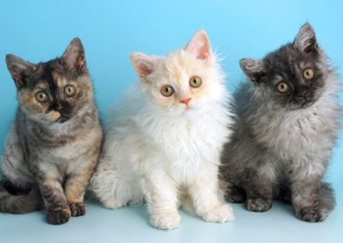 寻找能和孩子相处的猫?考虑这12个品种