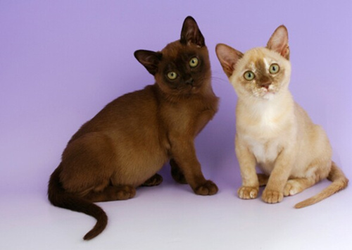 寻找能和孩子相处的猫?考虑这12个品种