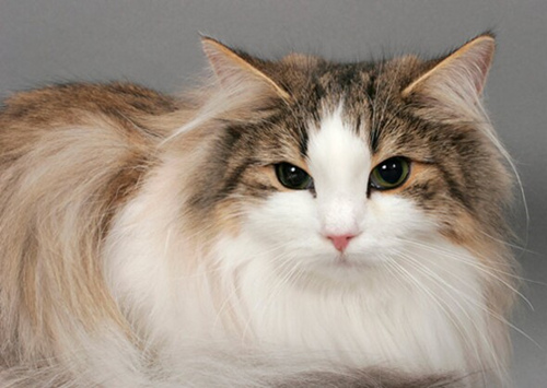寻找能和孩子相处的猫?考虑这12个品种