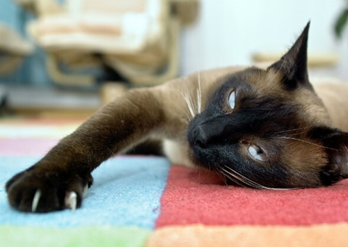 不再痒：识别和治疗狗和猫过敏