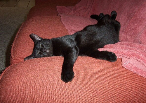 夏天的猫日:10只小猫完美地诠释了懒惰的艺术