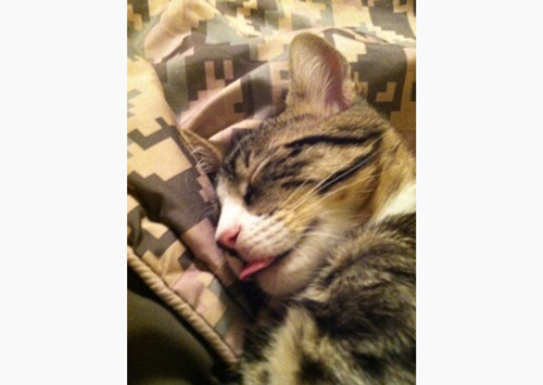 夏天的猫日:10只小猫完美地诠释了懒惰的艺术