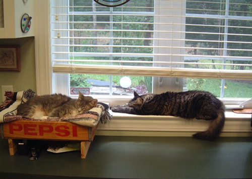 夏天的猫日:10只小猫完美地诠释了懒惰的艺术