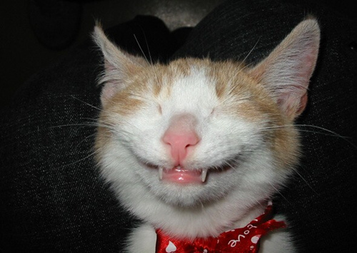 夏天的猫日:10只小猫完美地诠释了懒惰的艺术