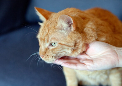 猫猫为什么咳嗽？