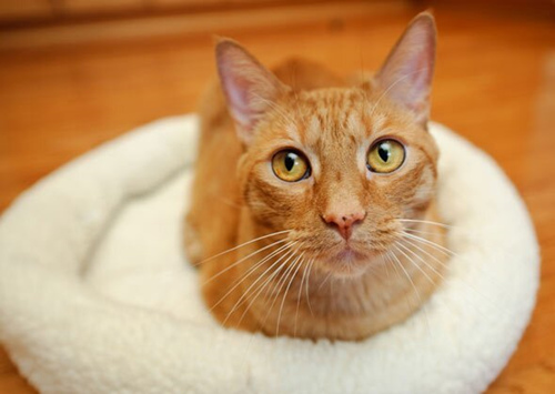 猫身上的疥癣：会让你的猫咪沮丧的螨虫