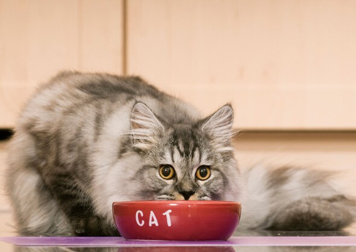 喂食太多东西会伤害我们的猫和狗吗？