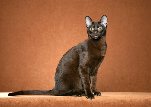 11种你可能从未听说过的猫