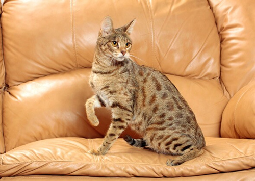 11种你可能从未听说过的猫