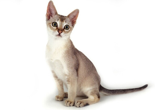 11种你可能从未听说过的猫
