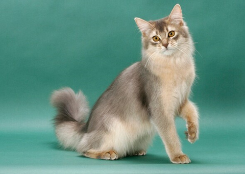 11种你可能从未听说过的猫