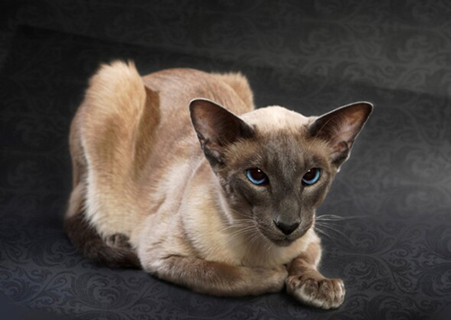 11种你可能从未听说过的猫