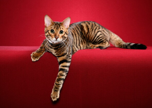 11种你可能从未听说过的猫