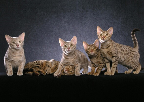 11种你可能从未听说过的猫