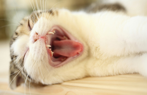 关于猫的口腔炎你需要知道什么