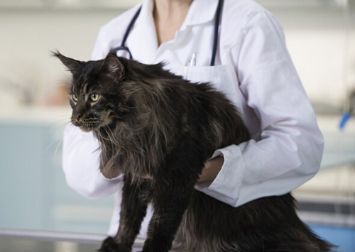关于猫狗乳腺癌你应该知道什么