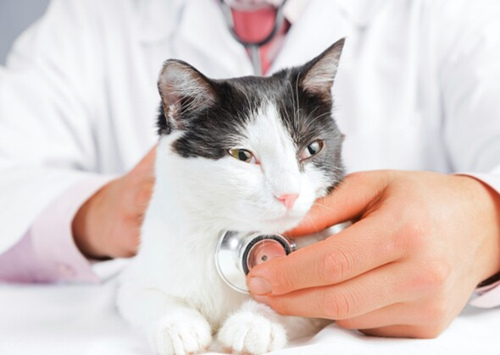 猫充血性心力衰竭的症状及治疗