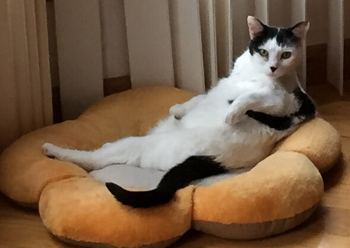 猫咪肥胖的识别、治疗和预防