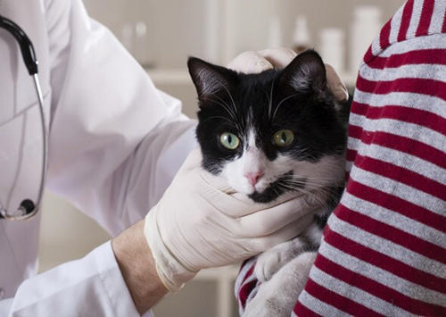 猫瘟热疫苗|接种注意事项