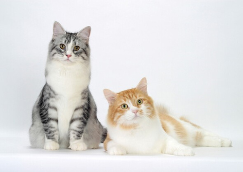9个俄罗斯狗和猫品种
