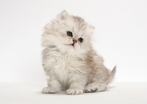 养长毛猫家里要注意什么？